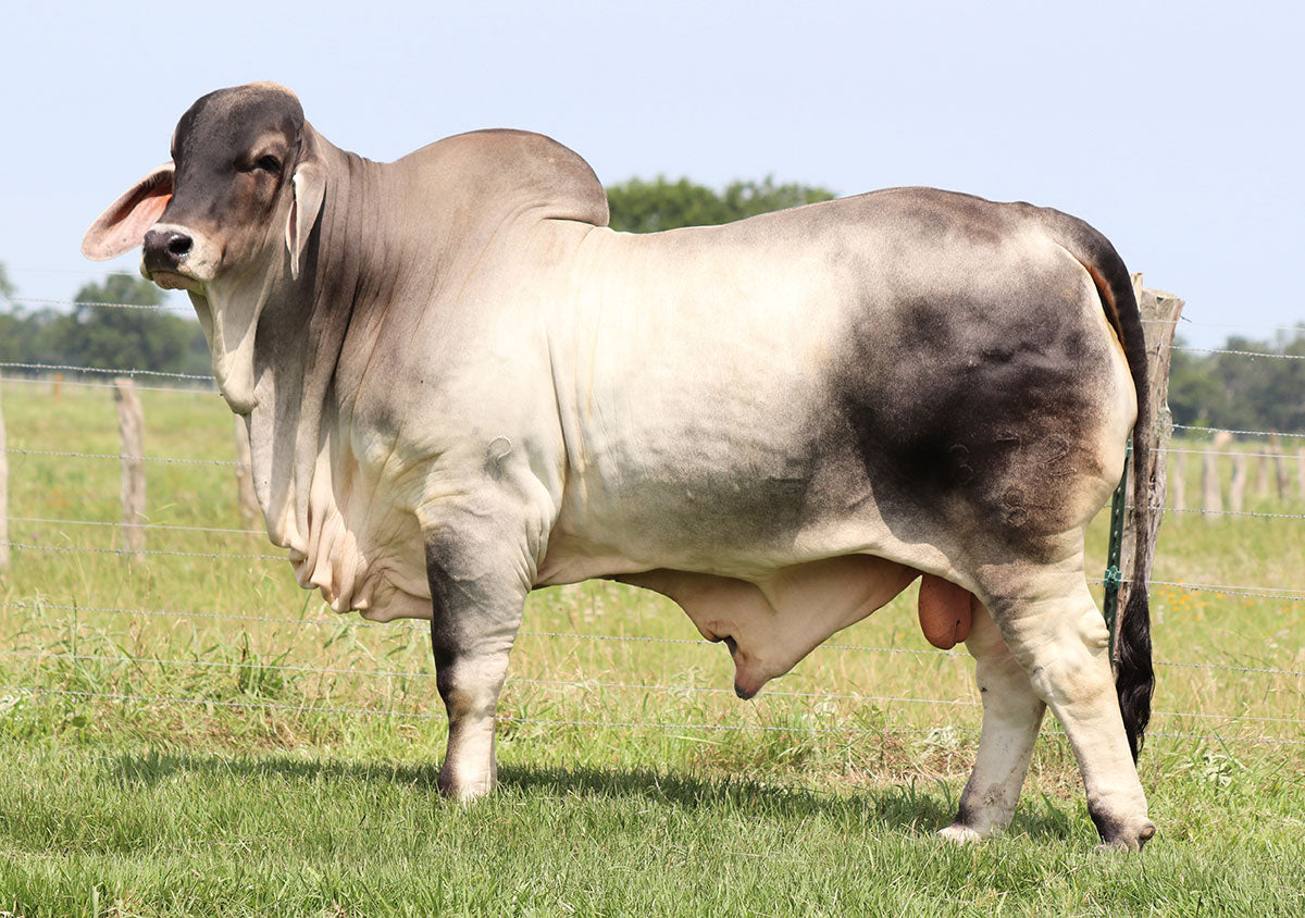 Sexed Heifer Semen – Brahman Country Genetics