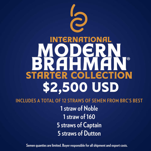 International Modern Brahman Starter Collection