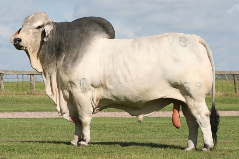 BRC Mr. V8 259/7 Semen – Brahman Country Genetics