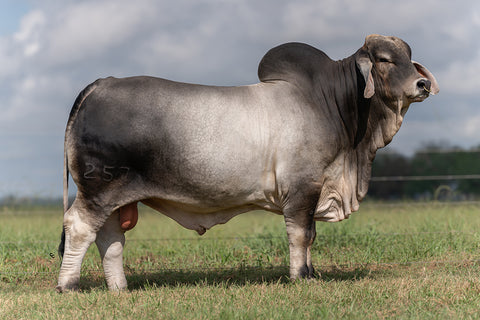 BRC Amos Moses 257 Semen International Only Pre-Sale - Expected Summer 2025