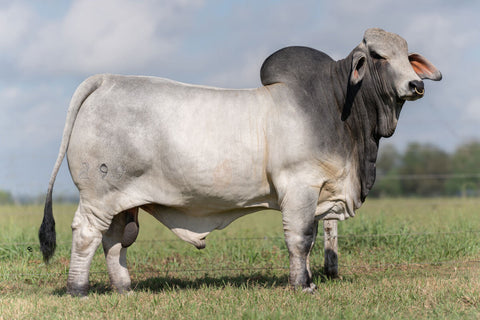 BRC Johnny Brahman 299 International Pre-Order Expected Summer 2025