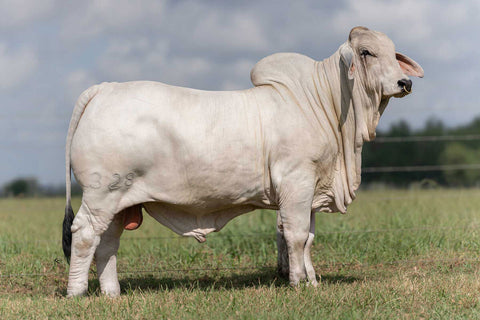 Embryos - BRC Sweetie 486/8 - International Only