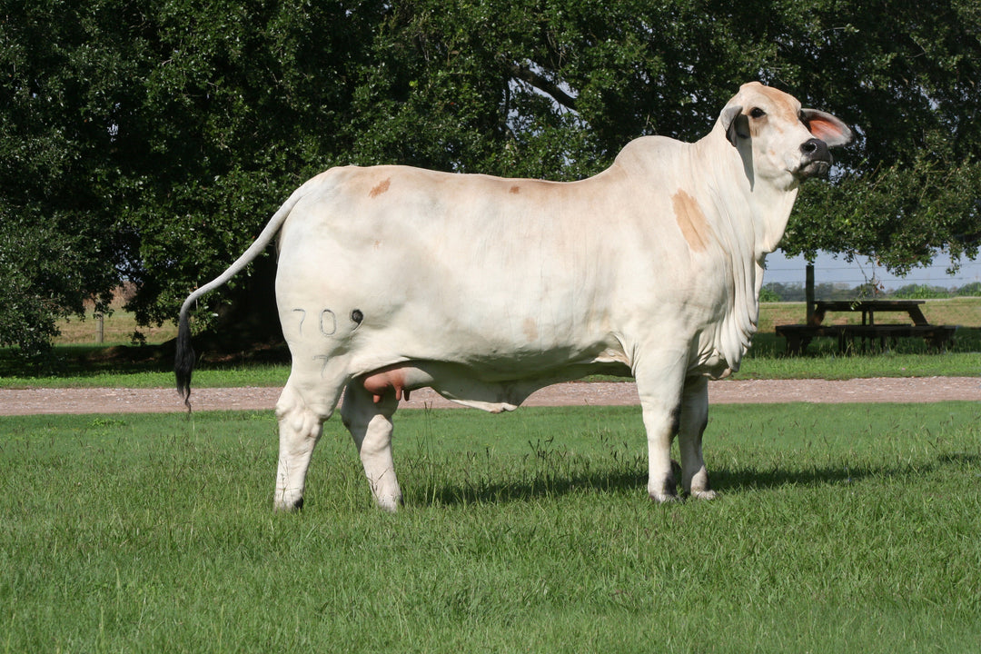 709 7 Embryos - International Only – Brahman Country Genetics